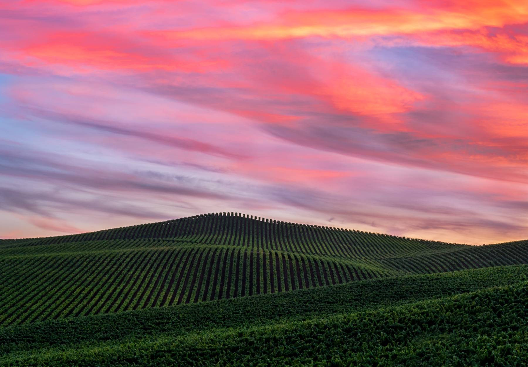 Sonoma vineyard at sunset