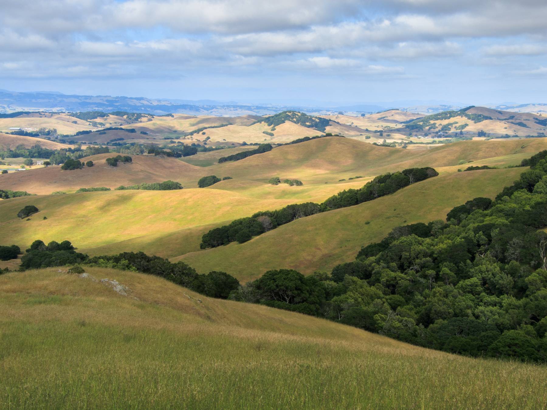 Golden rolling hills